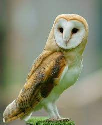 Beautiful Animals - 2